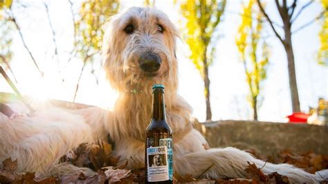 In diesen spielen enthüllen sie ganz neue seiten. Brewdog sucht ein neues Zuhause für Hunde | W&V