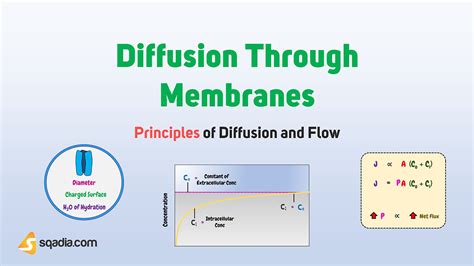 Principles Of Diffusion And Flow