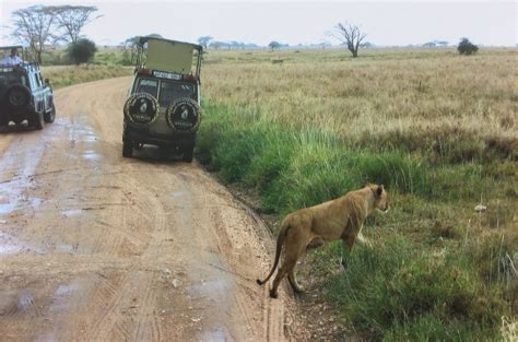 Lion Crosses Road Near Our Land Rover In Serengeti