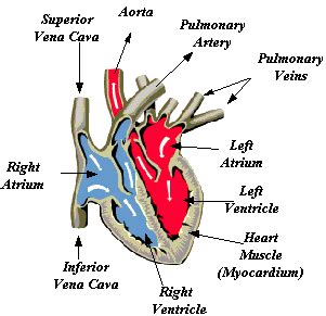 Chapter 1: Cardiovascular Physiology