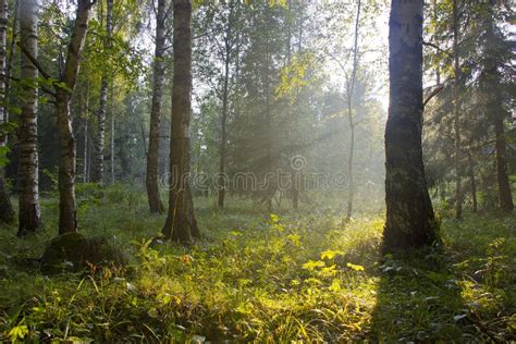 The Forest At Sunset Russia Stock Image Image Of Evening August