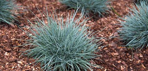 It is great for our inland empire and orange county climate—even in the hot, dry summer seasons! Blue Fescue | Costa Farms