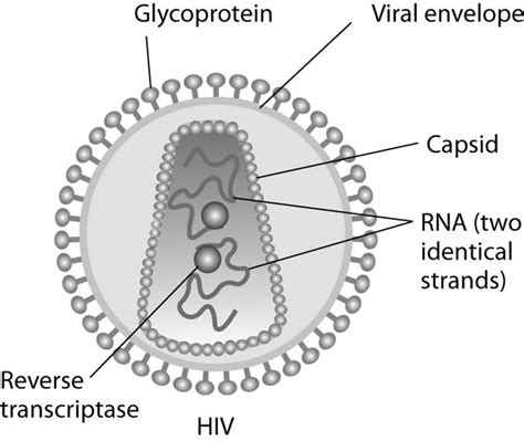 Well Labelled Diagram Of Virus