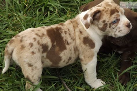 Guardian, protection, companion, sport and farm use. Divinity: Alapaha Blue Blood Bulldog puppy for sale near Little Rock, Arkansas | bf07f689-7a21