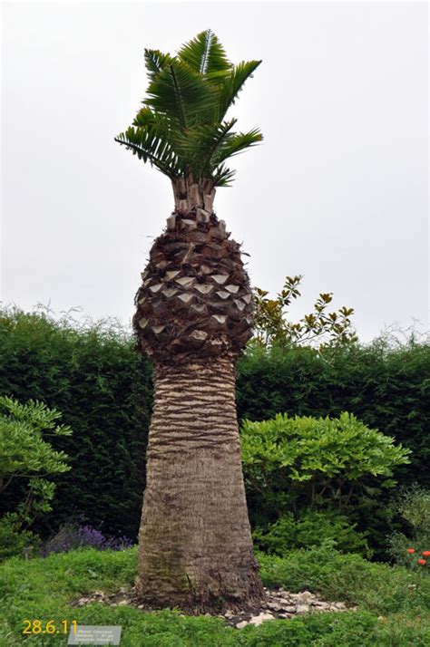 In den nachstehenden kategorien finden sie eine große auswahl an besonderen pflanzen. Exoten Und Garten - Gartengestaltung Idee