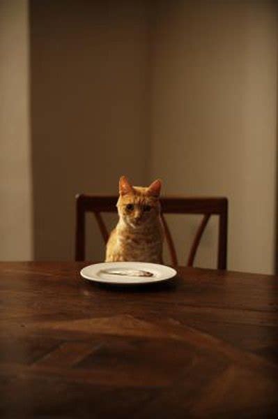 Cats should always be provided with cooked fish to minimise the risk of salmonella poisoning. Can Cats Taste Spicy Food? - Pets