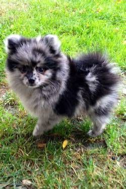 We have raised only weimaraner puppies for over the past 20 years. Blue Merle Pomeranian Puppies For Sale Near Me - Pets Lovers