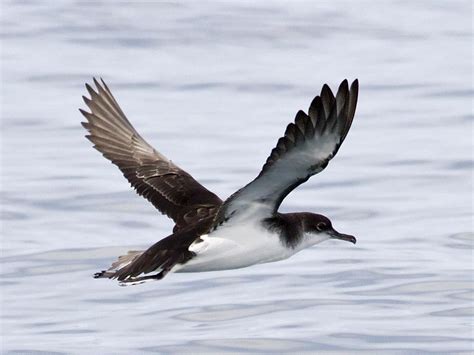 Newell's shearwater (puffinus newelli) bird sounds on dibird.com. Birds of The World: Shearwaters and Prions (Procellariidae)