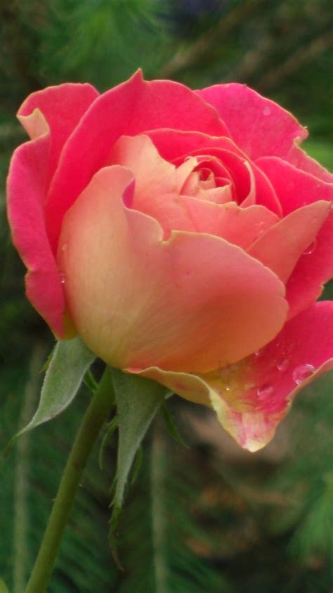 Queen Elizabeth Rose Beautiful Beautiful Roses