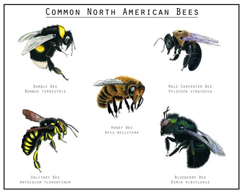 Sites like bumble and tinder could implement id verification and messaging deadlines to make the apps better and lead to more dates, making them far more useful and appealing than. How to Save Bees - HPLCO: Why Bees Are Important to Our ...