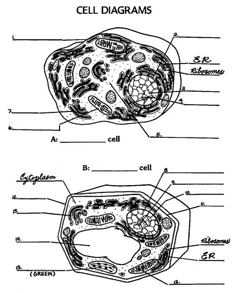 Maybe you would like to learn more about one of these? 12 Best Images of Animal Cell Worksheet Answers - Labeled ...