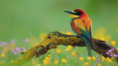 Colorful Bird Sparrow | HD Wallpapers