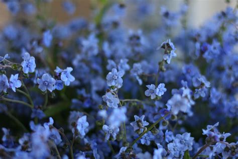 FLOWER FOCUS: Chinese Forget Me Not's - Floret Flowers