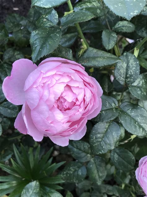 Rose — Bbc Gardeners World Magazine