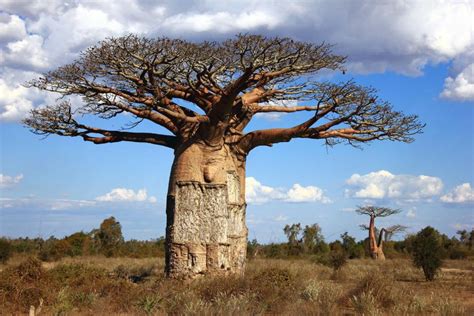 madagascar baobab tree baobab in the world pinterest baobab tree my xxx hot girl