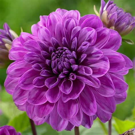 Purple Dahlia Flowers