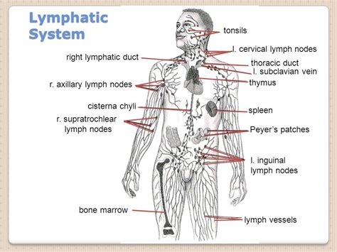 Lymphatic System Diagram Quizlet