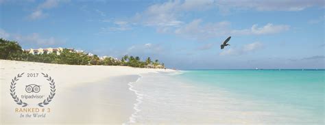 It is the widest beach of aruba, and has soft white sand. Eagle Beach Aruba | The Manchebo Beach Resort & Spa