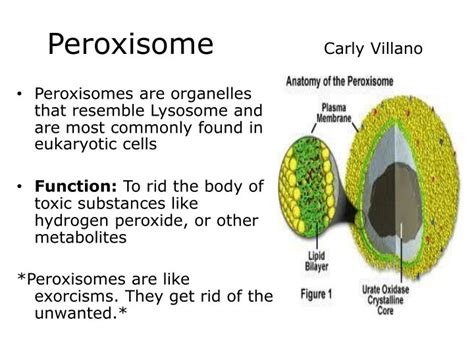 Animal Cell Organelles Peroxisomes Animal Cell Model Diagram Project
