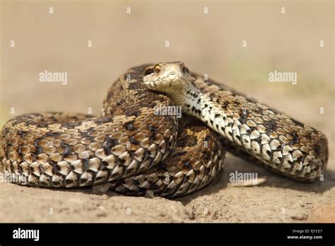 Female Meadow Viper Standing On The Ground In Natural Habitat Ready To