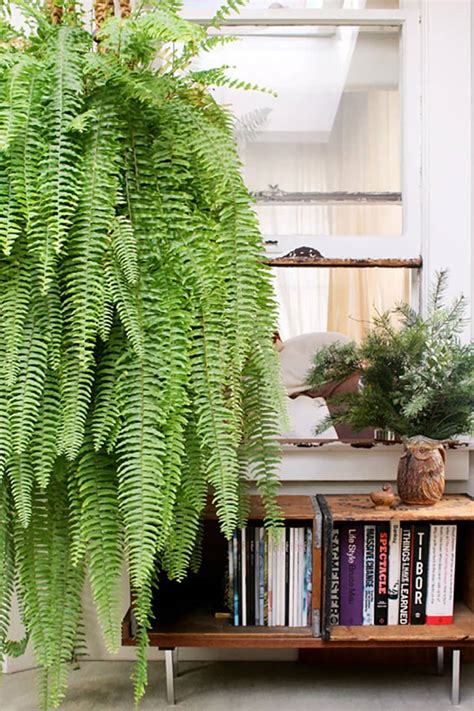Beautiful Oversized Hanging Plants Apartment Therapy