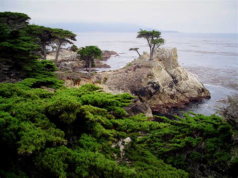 Lone Cypress ~ 17 Mile Drive Monterey Ca Travel Usa Lone Cypress