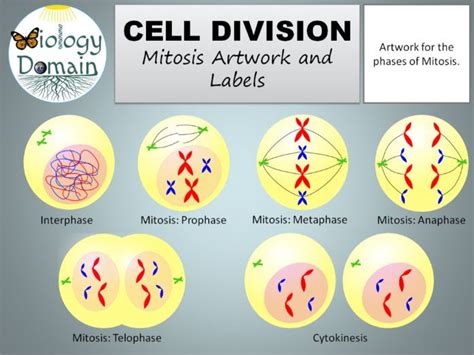 4 Phases Of Mitosis Diagram