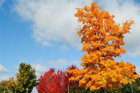 The Best Places To See Fall Foliage In Arkansas