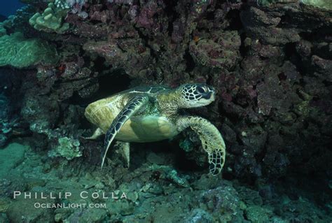 Green Sea Turtle West Maui Chelonia Mydas Hawaii 02849