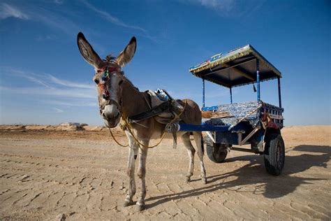 A Donkey And Cart In The Desert Outside Siwa Town Of The Siwa Oasis