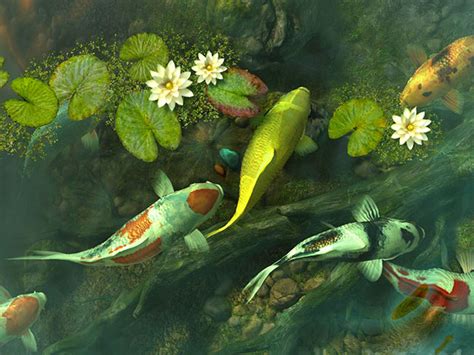 Fish 3d Screensavers Koi Pond Garden The Charm Of A Summer Pond