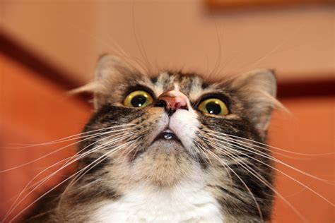 Surprised Cat Stock Photo Download Image Now Istock