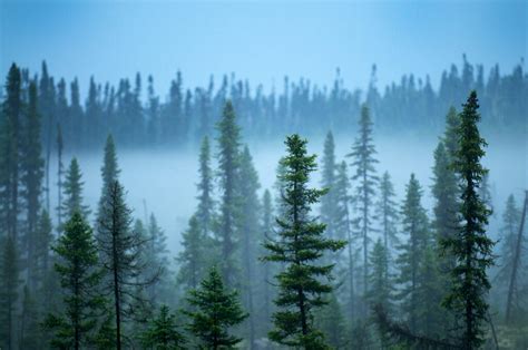Arctic Forests Are Decreasing Rapidly Thanks To Air Pollution From Russia
