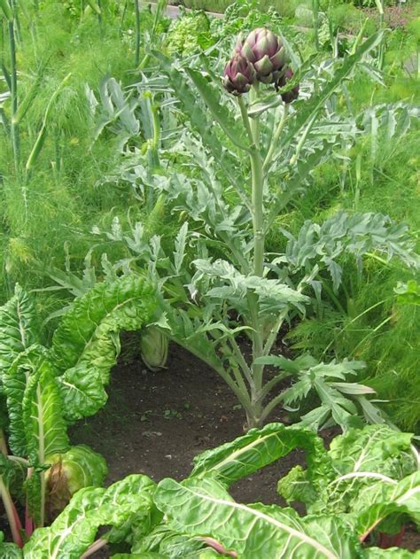 How To Grow Artichoke In Northern Climates — Food Garden Life