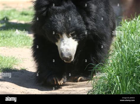 Indian Sloth Bear Melursus Ursinus Ursus Ursinus Aka Asian
