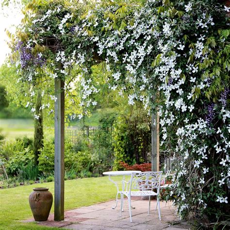 How To Grow A Beautiful Jasmine Flower To Add To Your Exterior
