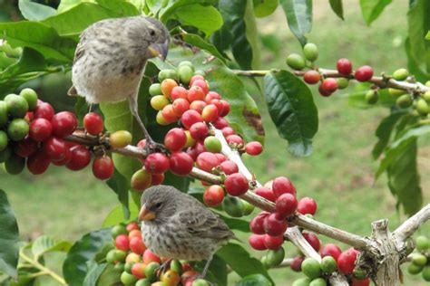 Three little birds coffee, kuala lumpur, malaysia. Arabica Vs. Robusta: Which Trees Are Better For The Birds?