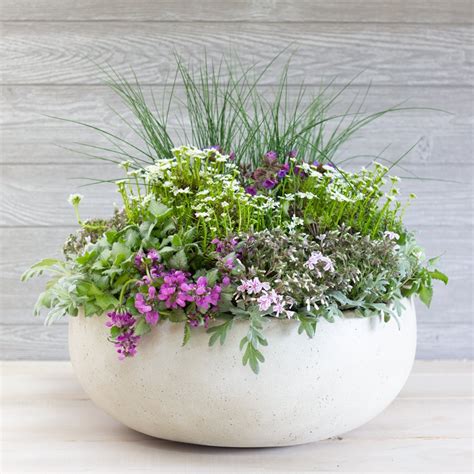 Early Spring Outdoor Container Garden In Fiberclay Mcardles Floral