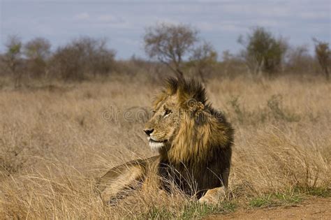 Wild Male Lion Kruger National Park South Africa Stock Image Image