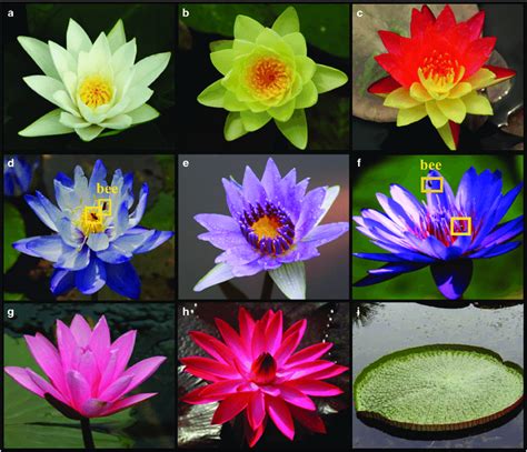 Water Lilies Are Ornamental Plants With Beautiful Flowers And Leaves