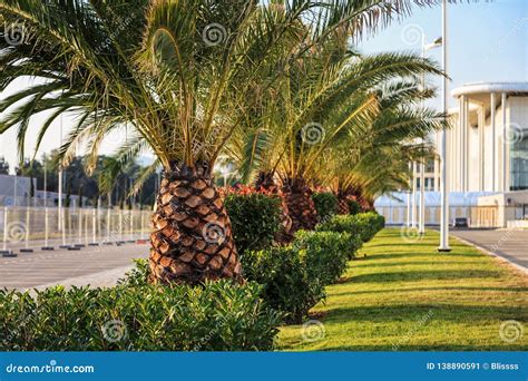 Vanishing Row Of Tropical Palm Trees In Sochi Olympic Park On Sunny