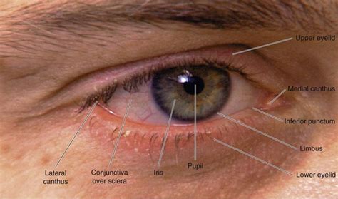Lower Eyelid Anatomy