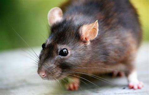 Terungkap Inilah Cara Mengusir Tikus Dari Rumah Paling Ampuh Rumah