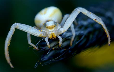 Fond Décran Araign E Arachnide Insecte Photographie Macro