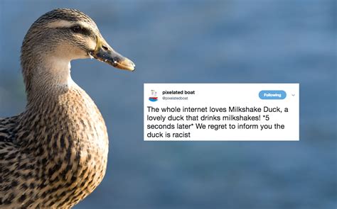 Milkshake duck (plural milkshake ducks). 'Milkshake Duck' Voted Macquarie Dictionary's Idol-Killing ...