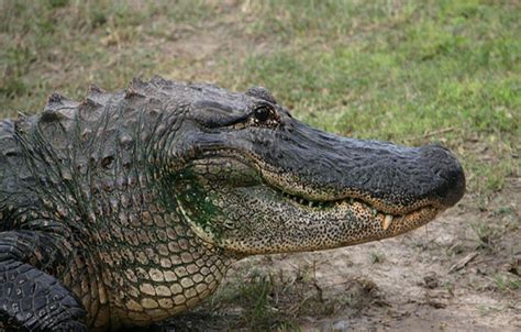 Unbelievable Watch 15 Foot Alligator Casually Walk Across Florida Golf