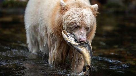Spirit Bears Great Bear Rainforest Canada Youtube