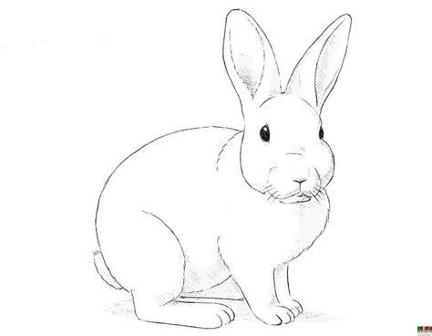 Tutorial Cómo Dibujar Un Conejo Un Paso A La Vez Entérate Aqui