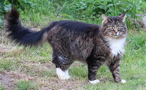 Norwegian Forest Cat Breed Profile And Facts Petmoo