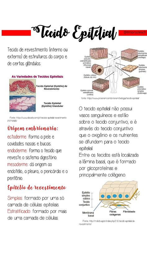 Biologia Histologia Tecidos Epitelial Histologia Tecido Epitelial Ficha